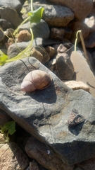 Chiliborus chilensis