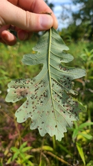 Neuroterus saltarius