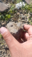 Chiliborus chilensis