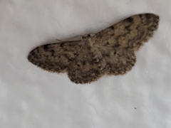 Idaea contiguaria