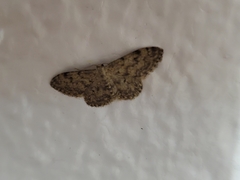 Idaea contiguaria