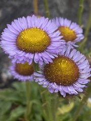 Erigeron glaucus