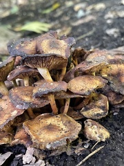 Pholiota terrestris