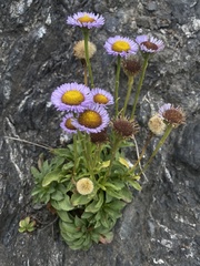 Erigeron glaucus