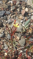 Erythrostemon angulatus