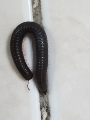 Ommatoiulus moreleti