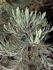 Sequoiadendron