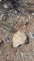 Erythrostemon angulatus