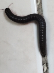 Ommatoiulus moreleti