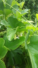 Bryonia