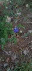 Salvia serpyllifolia