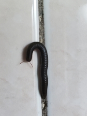 Ommatoiulus moreleti