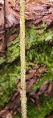 Ripogonum discolor