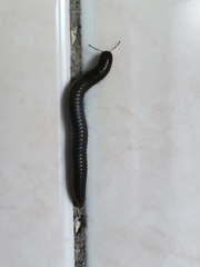 Ommatoiulus moreleti