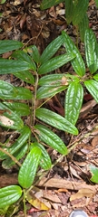 Ripogonum discolor