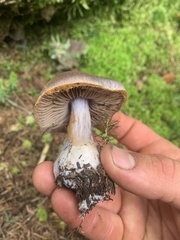 Cortinarius traganus