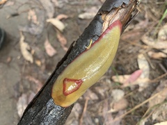 Triboniophorus graeffei