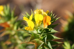 Aspalathus cordata