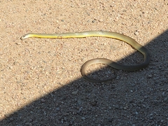 Coluber constrictor flaviventris