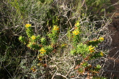 Aspalathus cordata