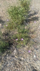 Cristaria glaucophylla