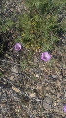 Cristaria glaucophylla