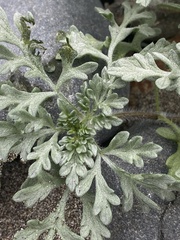 Ambrosia chamissonis