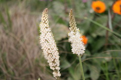Bulbinella cauda-felis