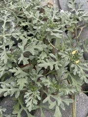 Ambrosia chamissonis