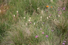 Bulbinella cauda-felis