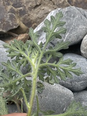 Ambrosia chamissonis