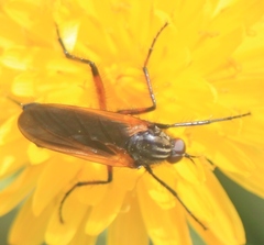 Empis