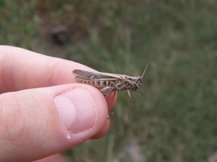 Acrididae