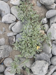 Ambrosia chamissonis