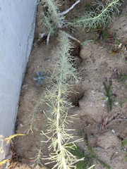 Artemisia californica