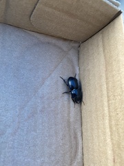 Pasimachus sublaevis