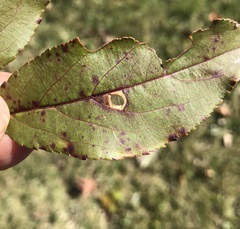 Coptodisca splendoriferella