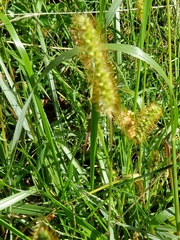 Setaria pumila