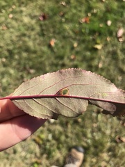 Coptodisca splendoriferella