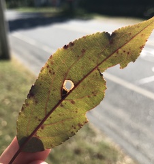 Coptodisca splendoriferella