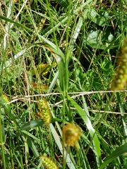 Setaria pumila