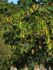 Albizia julibrissin