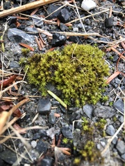 Syntrichia ruralis