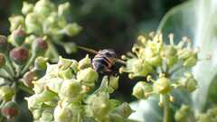 Phasia aurigera