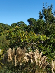 Albizia julibrissin