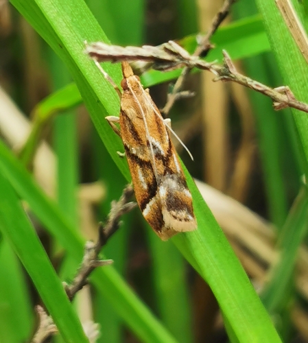 Eudonia luteusalis