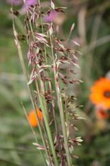 Ehrharta thunbergii