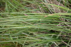 Ehrharta thunbergii