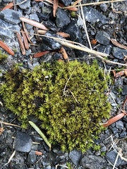 Syntrichia ruralis