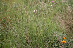 Ehrharta thunbergii